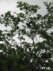 Trio of monkeys