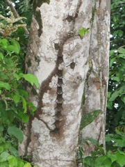 Bats in a row