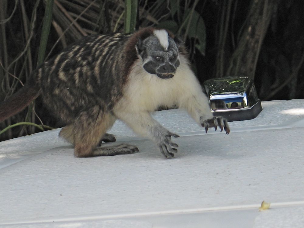 Geoffroy's tamarin