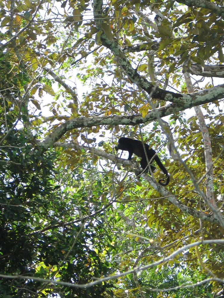 Howler monkey
