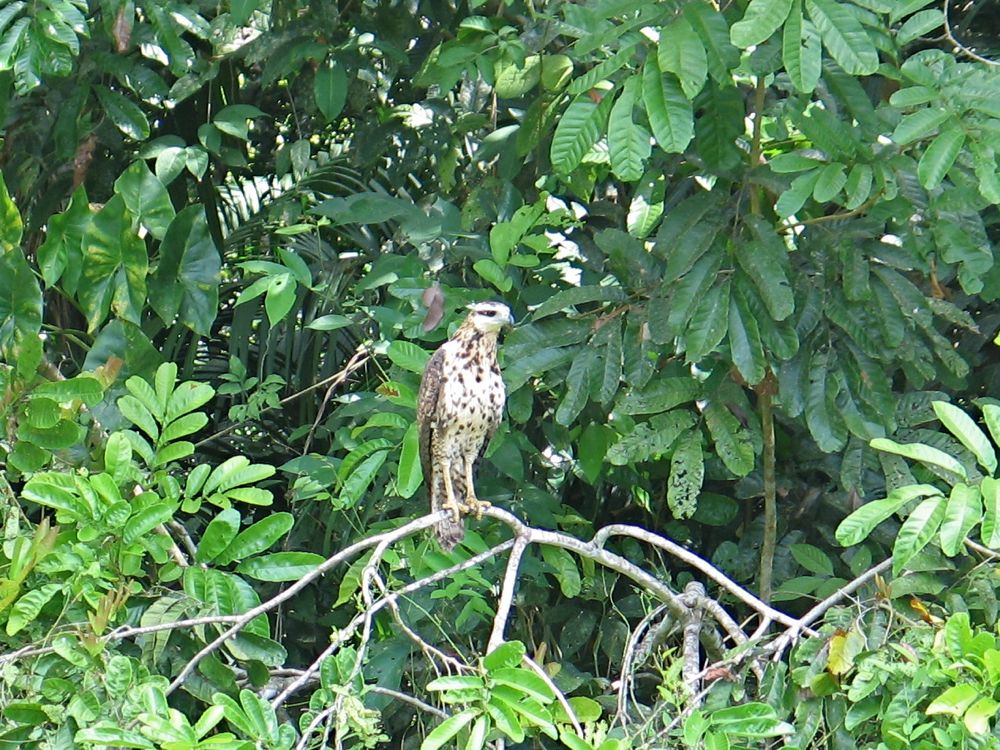 Hawk