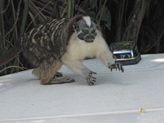 Geoffroy's tamarin