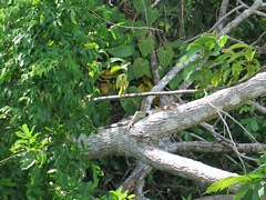 Iguana