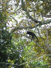 Howler monkey