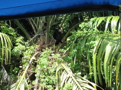 Capuchin Monkey