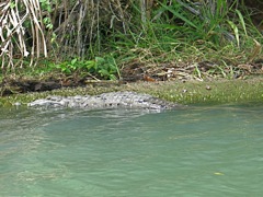 Crocodile