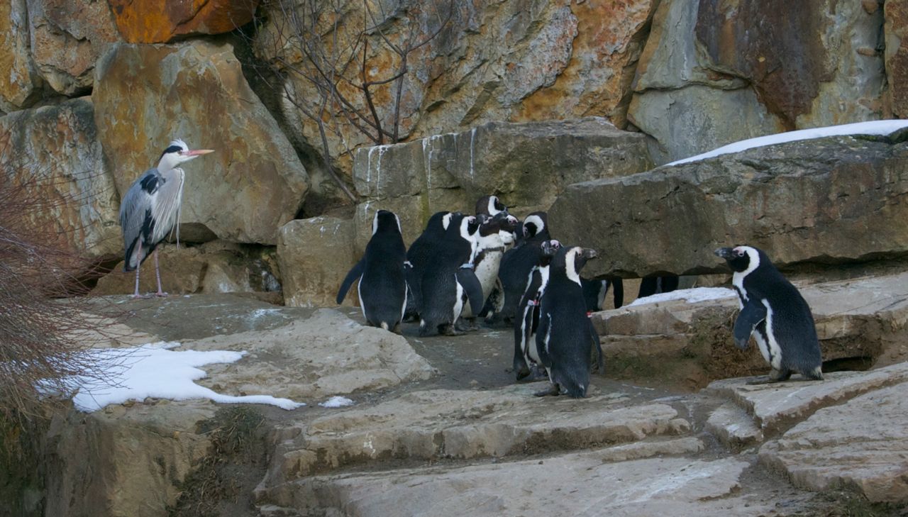 Berlin Zoo