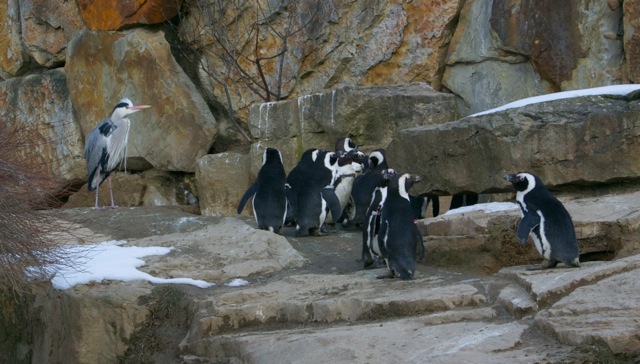 Berlin Zoo