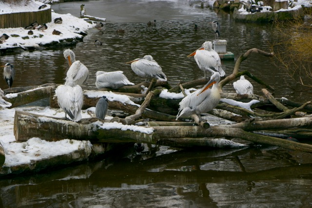 Berlin Zoo