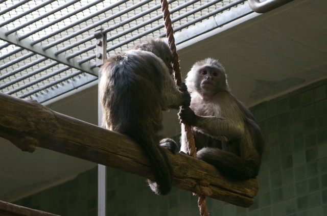 Berlin Zoo